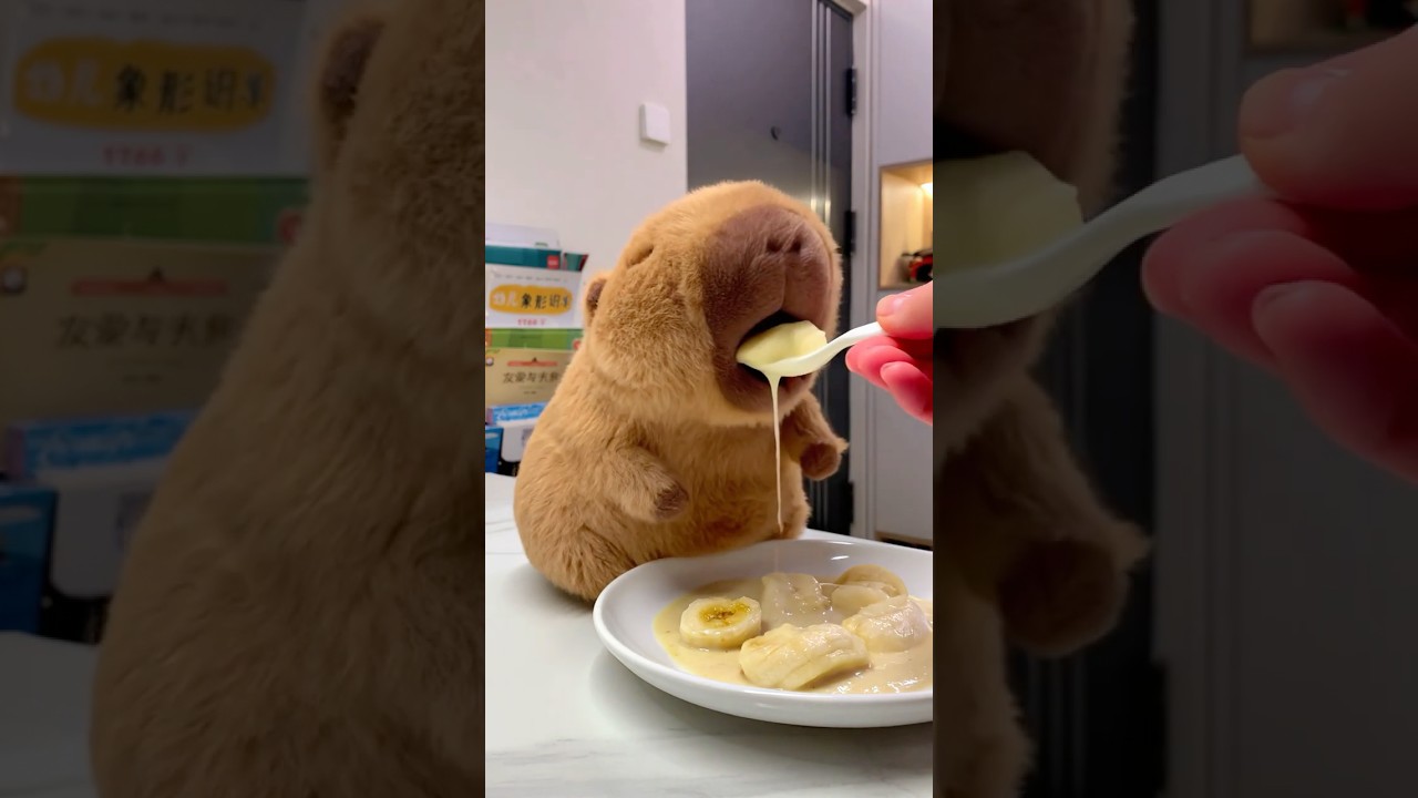 Banana milkshake! Even capybaras love it! #capybara #cute #milkshake #healing #summer