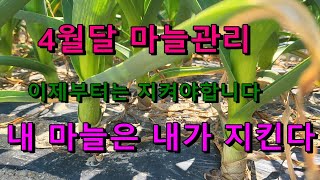 4월 마늘 최고의 생육을 위한 마지막 추비는 언제까지 해도 될까요?