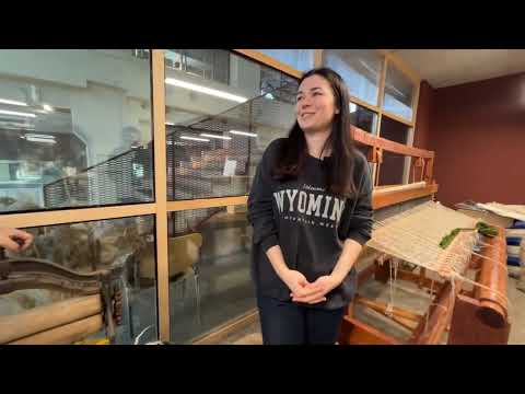 Килими, ліжники, подушки, одяг – і все це з вовни 🐑 🧶