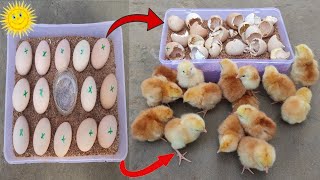 Sunlight incubator real hatching