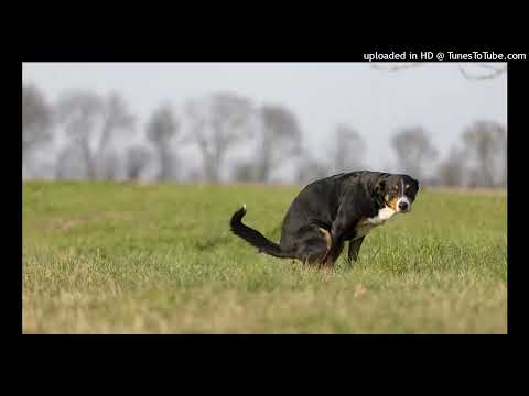 koira - käpy (en pasko lattialle koska en oo koira)