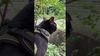 黒猫さんぽ #Shorts