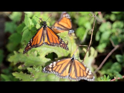 شاهد "موسم الهجرة إلى المكسيك".. آلاف الفراشات المَلكِيّة تبدأ رحلة البيات الشتوي…