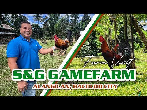 Farm Visit @ S&G Gamefarm (YELLOW LEGGED HATCHES)