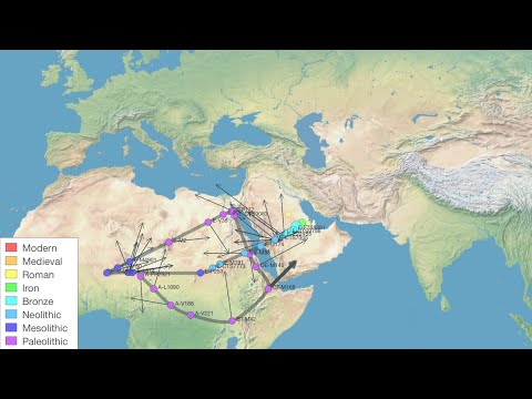 Ancient E1B1A Clade Found In Bronze Age Saudi Arabia (E-FT65391)