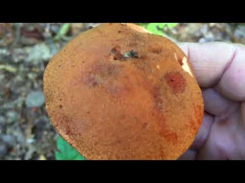 Leccinum aurantiacum- Topolov djed (turčin)- Orange Oak Bolete- Espenrotkappe