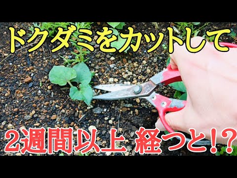 庭の幼虫を駆除するにはどうすればよいですか？何が彼らを惹きつけるのでしょうか？  庭園