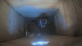 Axis P3935-LR Live Bird Cam | Beleef de lente met deze Koolmees live!