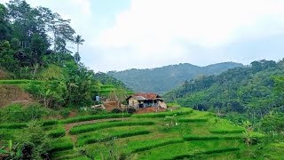 Download lagu LUAR BIASA,,!!Pemandangan Yang Sangat Indah, Rumah Terpencil Di Tengah Sawah, Pedesaan Jawa Barat mp3 Download lagu LUAR BIASA,,!!Pemandangan Yang Sangat Indah, Rumah Terpencil Di Tengah Sawah, Pedesaan Jawa Barat mp3