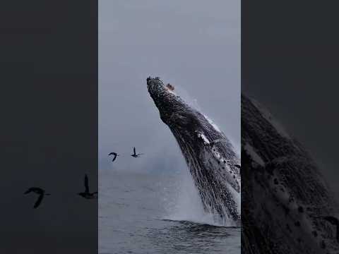 Kenapa Paus Sering Melompat? #shorts #animals #fyp