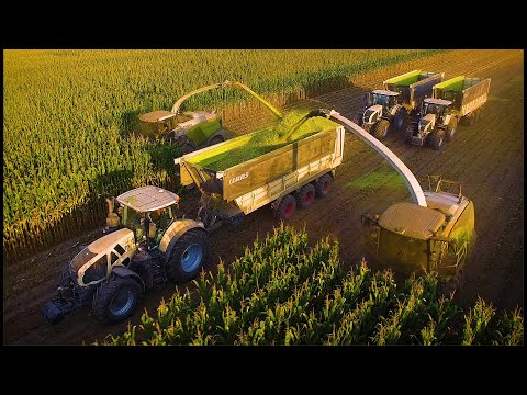 Mais 2020 : MAISERNTE AM LIMIT / LU Stotz / 10 x Claas / Maishäckseln XXL / Claas Jaguar 980 & 960