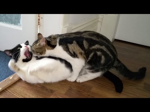 Male Kitten Dominating Older Male Cat | 4K