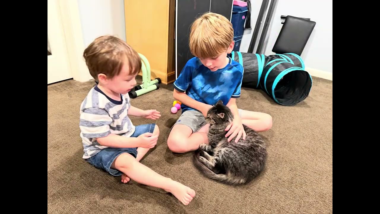 Enlarge Wolf, a Adoptable Domestic Medium Hair in Milwaukee, WI video 6/6
