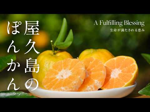 【ぽんかん】A Fulfilling Blessing 生命が満たされる恵み