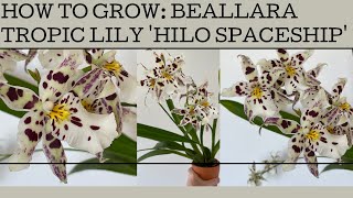 How to grow Beallara Tropic Lily &#39;Hilo Spaceship&#39;: a fabulous orchid with HUGE blooms!