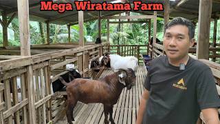 Download lagu MEGA WIRATAMA FARM BOER GOAT FARM @alekbudisantoso9048 mp3
