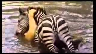 Zebra Drowning a Lion