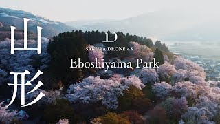 烏帽子山公園　日本さくら名所100選