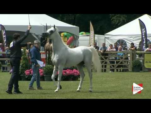 N.241 NADEED AL NAIF - Bruges 2016 - Stallions 4-6 years old (Class 113)