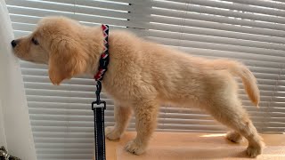 【Before the walk debut】The puppy who put on the collar for the first time is a little proud lol