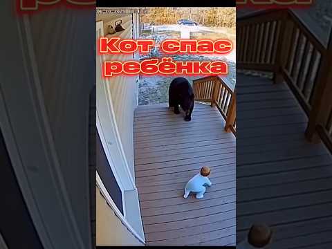 Кот спас ребёнка #cat #fyp #russia #медведь #sora #securitycamera