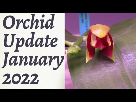 January 2022 Orchid Update Orchid update for January 2022..just a few
