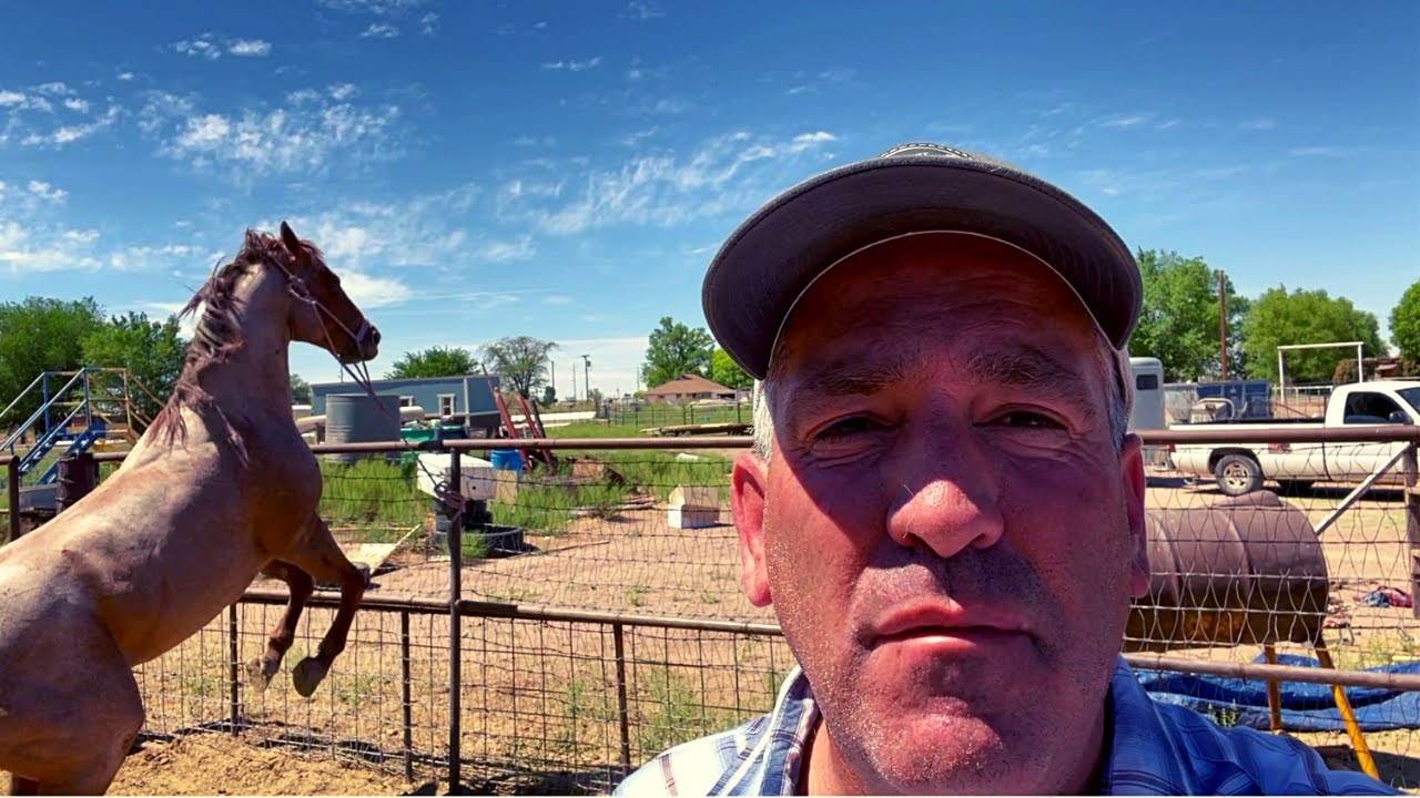 How long are the mares in season? Tipseri