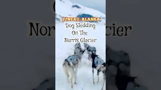 Royal Caribbean Best Excursion Juneau Alaska Dog Sledding on the Norris Glacier TSA Kennels
