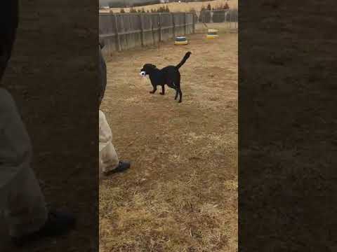 Memphis, an adopted Labrador Retriever Mix in Falls Church, VA_image-1