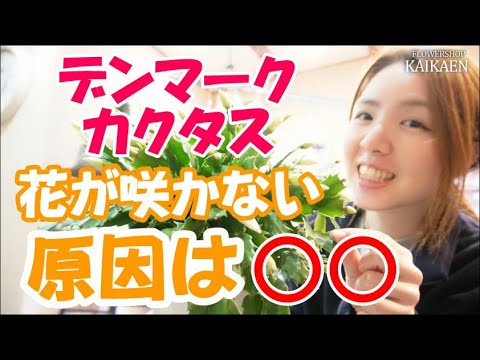 クリスマスサボテンに気根？シュルンベルジェラを適切に維持するために避けるべき間違い  庭園