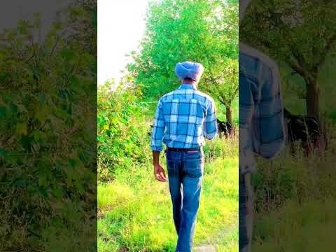 Lovejeet Singh couple theme 