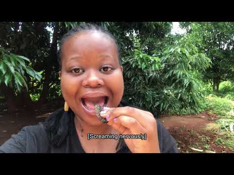 The Venda Tribe of South Africa | Learn TshiVenda South African YouTuber