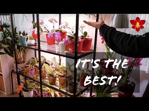 Installing new shelves for my Orchids & they're the best! (Ikea Vittsjo & Barrina Grow Lights)