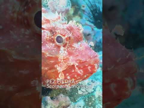 El pez piedra de Juan Fernández. #JuanFernández #pezpiedra #buceo #chile