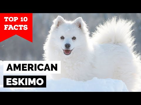 American Eskimo - Top 10 Facts