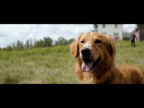 MES VIES DE CHIENS - Bande annonce 60s - VF