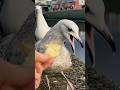 Baby Seagulls Shouting At Me 🙉 #seagull #funny #shorts #subscribe #funnyanimals