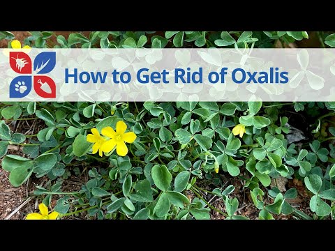  Oxalis Treatment Video 
