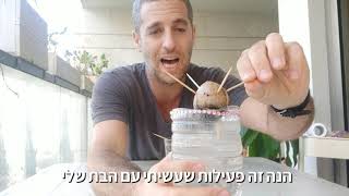 כולם יודעים איך מנביטים גרעין של אבוקדו