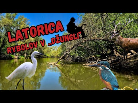 Rieka LATORICA 2025 - Lov rýb na rieke - Rybolov v divočine - Rybárske videá