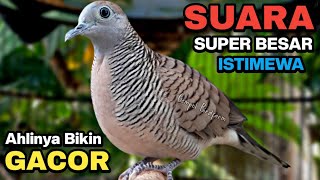 Download lagu Perkutut Lokal Gacor Suara Kung Besar Pancingan Burung Perkutut Agar Bunyi. mp3