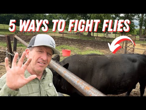 How A Farmer Won A War Against Flies