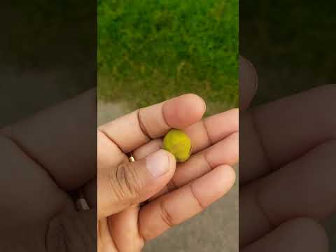 এই গাছটার নাম কি বলেন তো #trending #viral #viralvideo #tree #fruit #video #youtube #shorts