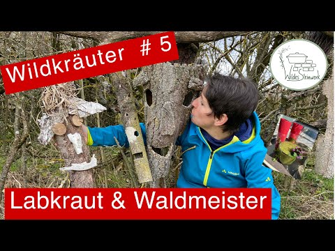 Maibowle mit wildem Waldmeister und ein Smoothie für Kinder | Sandy's wildes Steinwerk 🌿