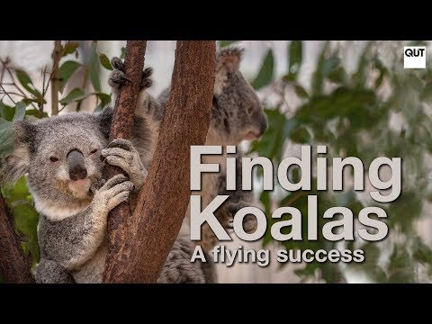 Koala-spotting drones proves a flying success