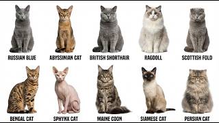 Every Type of Cat Breed Explained