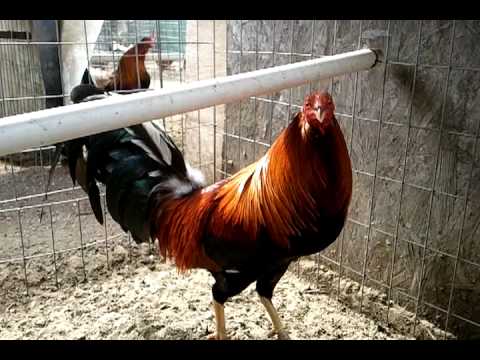 ALBANY/ COWAN 1 TME WINNER