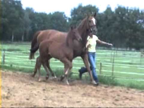 Don Frederico-Weltmeyer Hengst * 2010