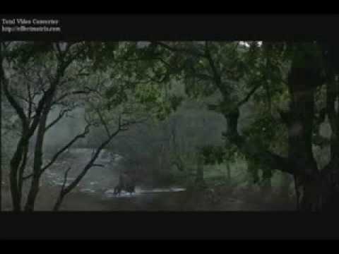 A gift of a Thistle & The secret Wedding