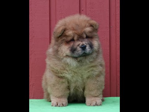 Long Feng Gisele Yashar